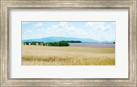 Framed Wheat field near D8, Plateau de Valensole, Alpes-de-Haute-Provence, Provence-Alpes-Cote d'Azur, France