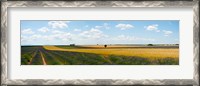 Framed Lavender and wheat fields, Plateau de Valensole, Alpes-de-Haute-Provence, Provence-Alpes-Cote d'Azur, France