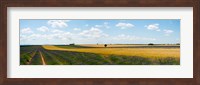 Framed Lavender and wheat fields, Plateau de Valensole, Alpes-de-Haute-Provence, Provence-Alpes-Cote d'Azur, France