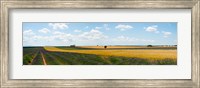 Framed Lavender and wheat fields, Plateau de Valensole, Alpes-de-Haute-Provence, Provence-Alpes-Cote d'Azur, France