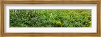 Framed AspenTrees and Wildflowers, Colorado