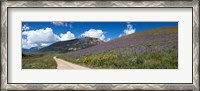 Framed Brush Creek Road and hillside of sunflowers and purple larkspur flowers, Colorado, USA