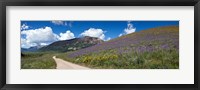 Framed Brush Creek Road and hillside of sunflowers and purple larkspur flowers, Colorado, USA