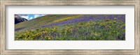 Framed Hillside with yellow sunflowers and purple larkspur, Crested Butte, Gunnison County, Colorado, USA