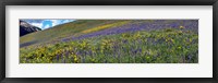 Framed Hillside with yellow sunflowers and purple larkspur, Crested Butte, Gunnison County, Colorado, USA