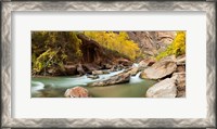 Framed Cottonwood trees and rocks along Virgin River, Zion National Park, Springdale, Utah, USA