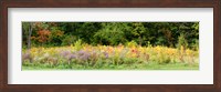 Framed Colorful meadow with wild flowers during autumn, Ontario, Canada