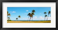 Framed Palm trees on the beach, Lauderdale, Florida, USA