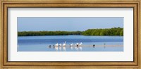 Framed White pelicans on Sanibel Island, Florida, USA