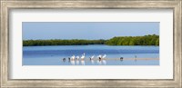 Framed White pelicans on Sanibel Island, Florida, USA