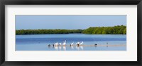 Framed White pelicans on Sanibel Island, Florida, USA