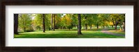 Framed Trees in autumn, Blue Lake Park, Portland, Multnomah County, Oregon, USA