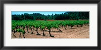 Framed Vineyards and red poppies in summer morning light, Provence-Alpes-Cote d'Azur, France