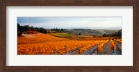 Framed Vineyards in the late afternoon autumn light, Provence-Alpes-Cote d'Azur, France