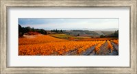 Framed Vineyards in the late afternoon autumn light, Provence-Alpes-Cote d'Azur, France