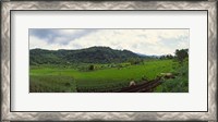 Framed Terraced rice field, Indonesia