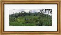 Framed Terraced rice field, Bali, Indonesia