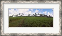 Framed Rice field, Bali, Indonesia
