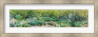 Framed Prickly pear cacti surrounds mesquite trees, Oro Valley, Arizona, USA