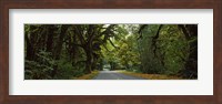 Framed Road passing through a rainforest, Hoh Rainforest, Olympic Peninsula, Washington State, USA