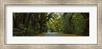 Framed Road passing through a rainforest, Hoh Rainforest, Olympic Peninsula, Washington State, USA
