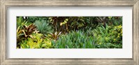 Framed Close-up of plants, Hawaii