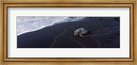 Framed Hawksbill Turtle (Eretmochelys Imbricata) on the beach, Punaluu Beach, Hawaii, USA