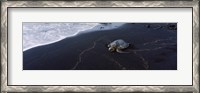 Framed Hawksbill Turtle (Eretmochelys Imbricata) on the beach, Punaluu Beach, Hawaii, USA