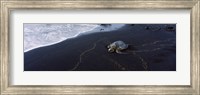 Framed Hawksbill Turtle (Eretmochelys Imbricata) on the beach, Punaluu Beach, Hawaii, USA