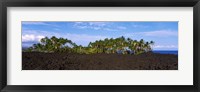 Framed Palm trees on the beach, Keawaiki Bay, Hawaii, USA