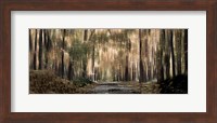 Framed Enchanted forest