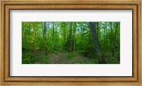 Framed Forest, Great Smoky Mountains National Park, Blount County, Tennessee, USA