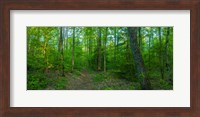 Framed Forest, Great Smoky Mountains National Park, Blount County, Tennessee, USA