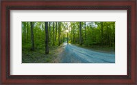 Framed Dirt road passing through a forest, Great Smoky Mountains National Park, Blount County, Tennessee, USA