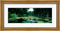 Framed Lily pads floating on water, Pamplemousses Gardens, Mauritius Island, Mauritius