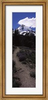 Framed Wildflowers along a trail with mountain in the background, Cloud Cap Trail, Mt Hood, Oregon, USA