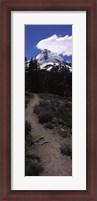 Framed Wildflowers along a trail with mountain in the background, Cloud Cap Trail, Mt Hood, Oregon, USA