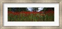 Framed Flanders field poppies (Papaver rhoeas) in a field, Anacortes, Fidalgo Island, Skagit County, Washington State
