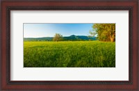 Framed Lone oak tree in a field, Cades Cove, Great Smoky Mountains National Park, Tennessee, USA