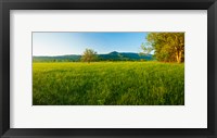 Framed Lone oak tree in a field, Cades Cove, Great Smoky Mountains National Park, Tennessee, USA