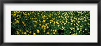 Framed Daffodils in Green Park, City of Westminster, London, England