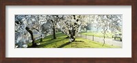 Framed Cherry blossom in St. James's Park, City of Westminster, London, England