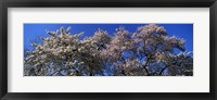 Framed Top of a Cherry blossom, St. James's Park, London, England