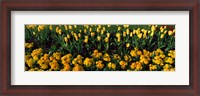 Framed Yellow Flower Bed, Hyde Park, City of Westminster, London, England