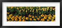 Framed Yellow Flower Bed, Hyde Park, City of Westminster, London, England