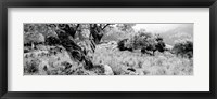 Framed Olive Grove, Majorca, Balearic Islands, Spain