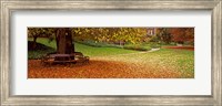 Framed Autumn Leaves in a Park, Christchurch, South Island, New Zealand