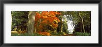 Framed Autumn trees at Thorp Perrow Arboretum, Bedale, North Yorkshire, England