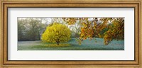 Framed Frost in autumn, St. James's Park, City Of Westminster, London, England