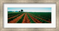 Framed Harvested lavender field, Plateau De Valensole, Alpes-De-Haute-Provence, Provence-Alpes-Cote d'Azur, France